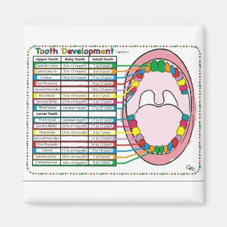 Imán Horario de erupción dental primario/adulto