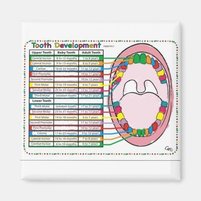 Imán Horario de erupción dental primario/adulto (Frente)