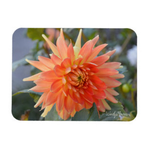 Imán horizontal con dahlia naranja suelta