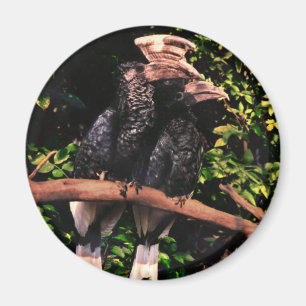 Imán Hornbills en amor