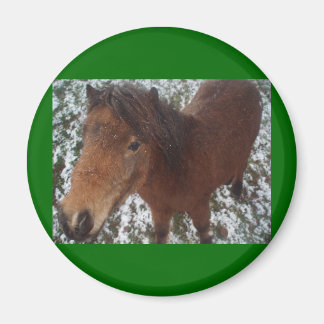 IMÁN HORSE