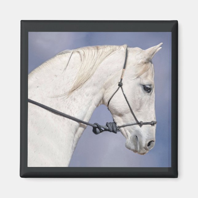 Imán Horse Head Magnet (Frente)