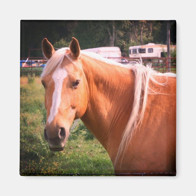 Imán Horse Magnet (Frente)