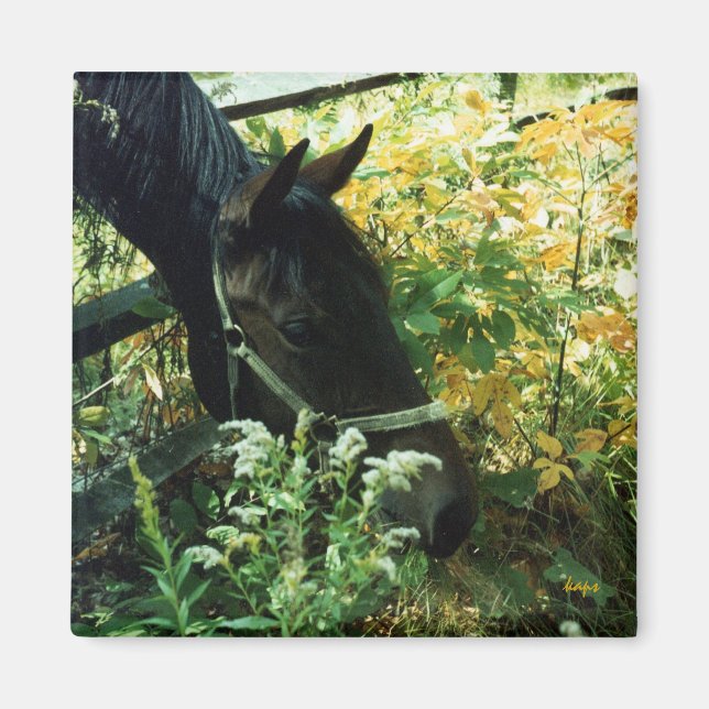 Imán Horse Magnet (Frente)