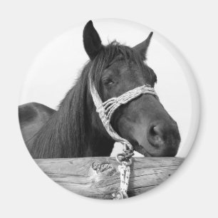 Imán Horse Magnet