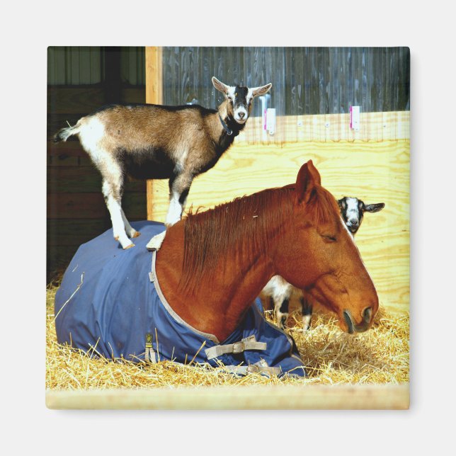 Imán Horse Magnet Goat Magnet Funny Farm Foto (Frente)