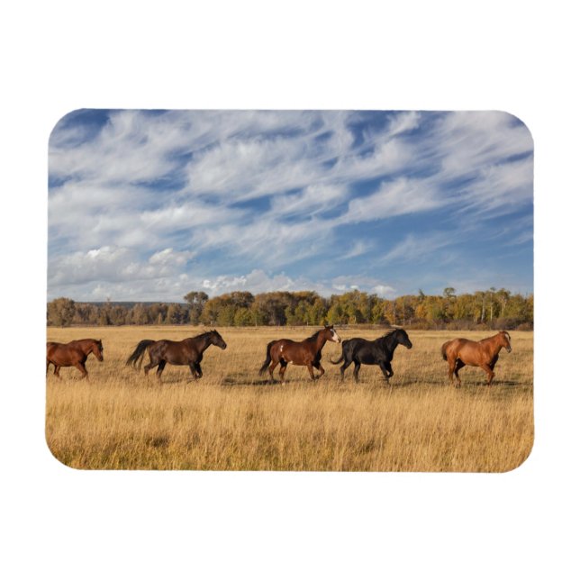 Imán Horses Just Outside Grand Teton National Park (Horizontal)