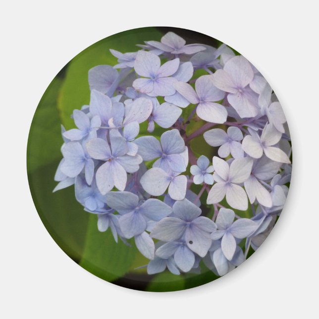 Imán Hortensia (Frente)