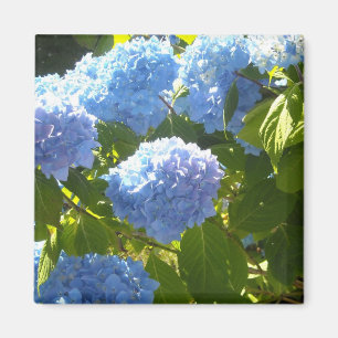 Imán Hortensia Azul Suave