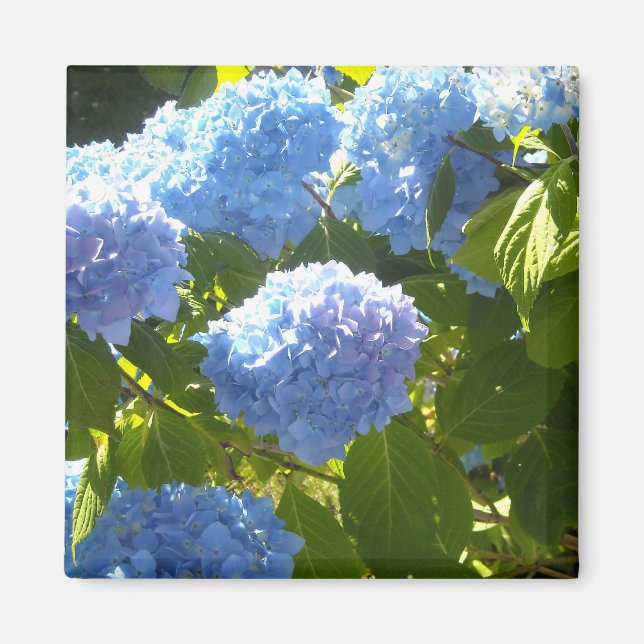 Imán Hortensia Azul Suave (Frente)