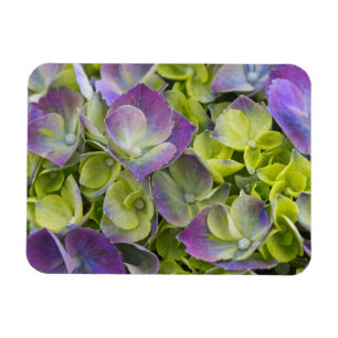 Imán Hortensia del Jardín Keukenhof