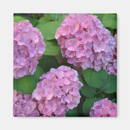 Imán Hortensia hidrangea rosa
