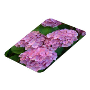 Imán Hortensia hydrangea rosa pastel en flor