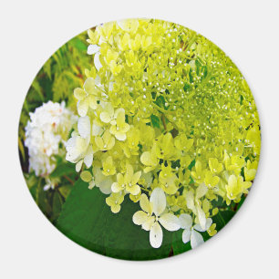 Imán Hortensia Limelight Verde Chartreuse Elegante