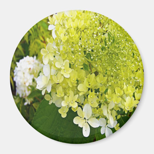 Imán Hortensia Limelight Verde Chartreuse Elegante (Frente)