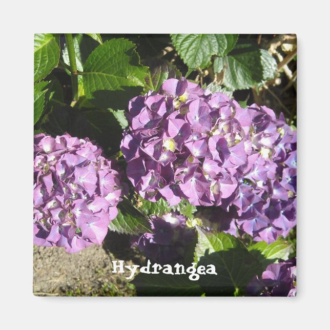 Imán Hortensias de tonos púrpura (Frente)