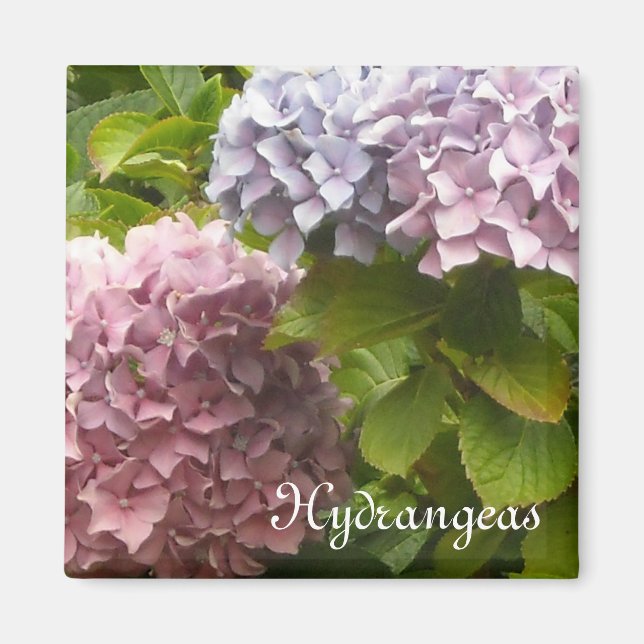 Imán Hortensias Románticas (Frente)