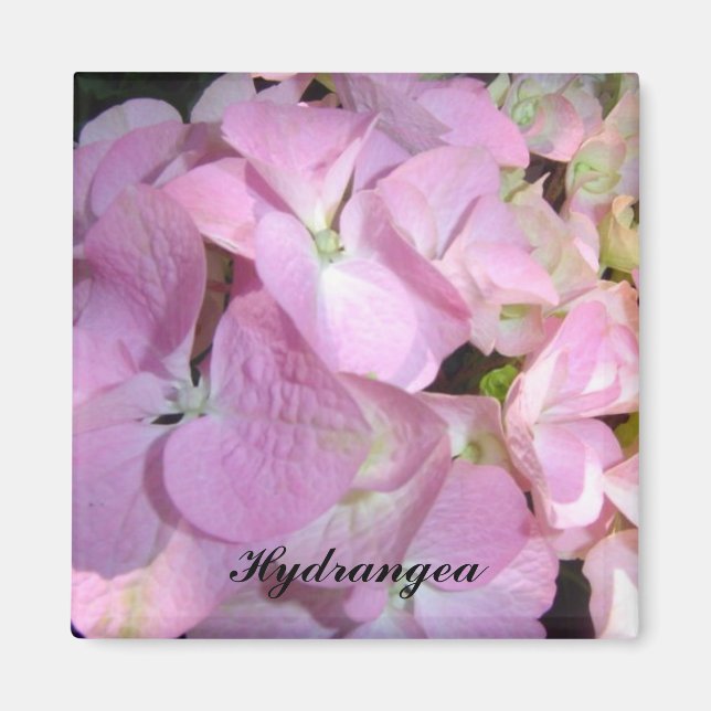 Imán Hortensias Rosa Bebé (Frente)