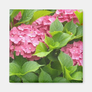 Imán Hortensias Rosa Profundo