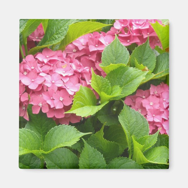 Imán Hortensias Rosa Profundo (Frente)