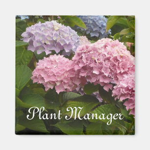 Imán Hortensias rosadas y malvas