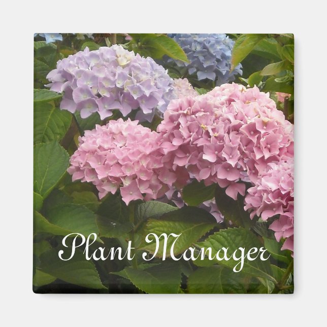 Imán Hortensias rosadas y malvas (Frente)