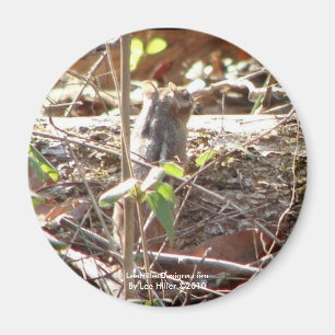 Imán Hot Springs Mountain, Regalos de Chipmunk de Arkan