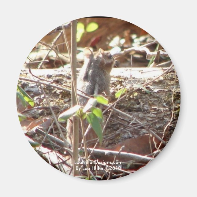 Imán Hot Springs Mountain, Regalos de Chipmunk de Arkan (Frente)