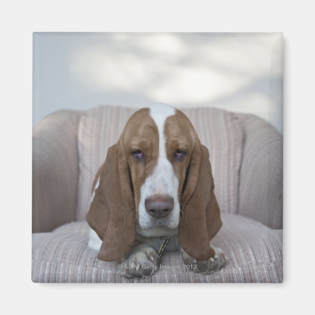 Imán Hound Basset (Frente)