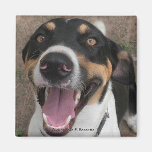 Imán Hound Dog Magnet