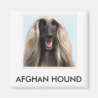 Imán Hound Magnet afgano