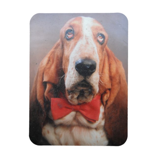 Imán Hound Premium Magnet Basset En Red Bow Tie (Vertical)