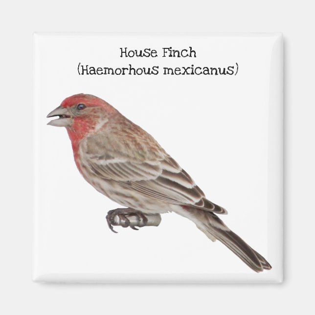 Imán House Finch (Frente)