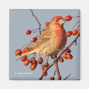 Imán House Finch con Hawthorn Berries