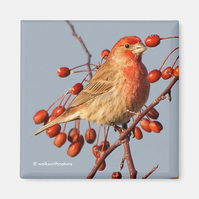 Imán House Finch con Hawthorn Berries (Frente)
