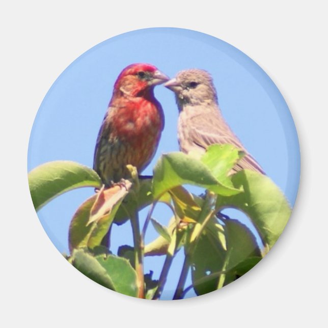 Imán House Finch Couple (Frente)