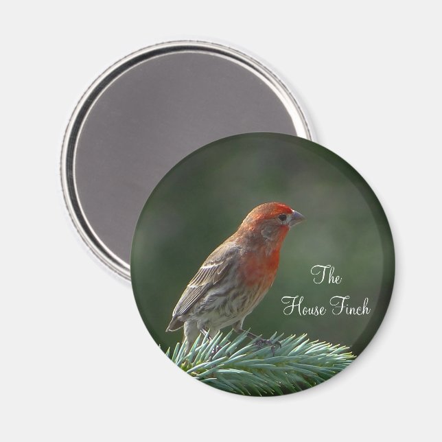 Imán House Finch Magnet (Anverso/Reverso)