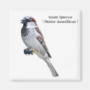 Imán House Sparrow