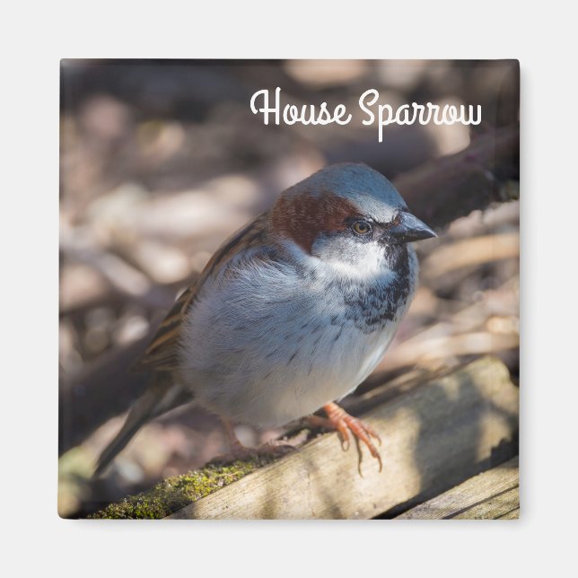 Imán House Sparrow (Frente)