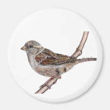 House Sparrow (Passer Domesticus)