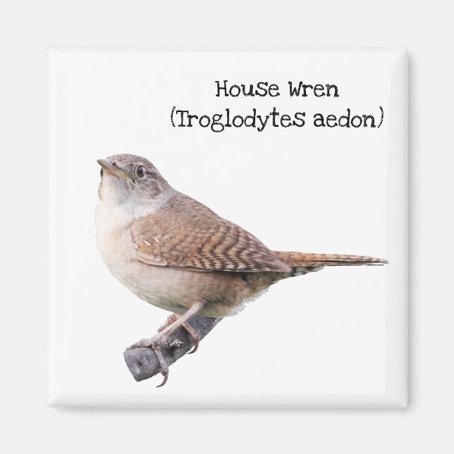 Imán House Wren (Frente)