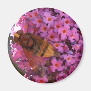 Imán Hoverfly Magnet