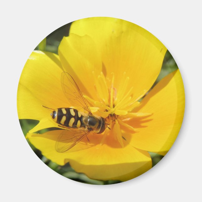 Imán Hoverfly y Flower Magnet (Frente)