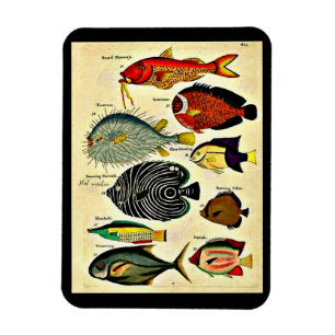 Imán huella de pescado antiguo