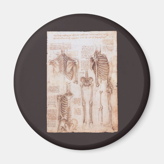 Imán Huesos de esqueleto de anatomía humana de Leonardo (Frente)