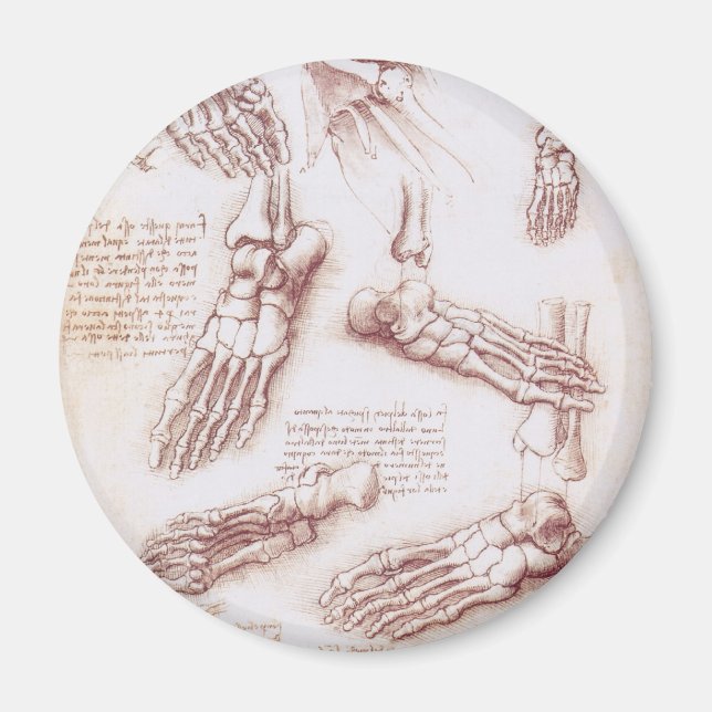 Imán Huesos del pie de la anatomía humana de Leonardo d (Frente)