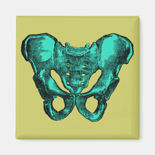 Imán Huesos humanos de la pelvis de la anatomía