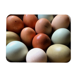 Imán Huevos de bonito de la granja de pollo
