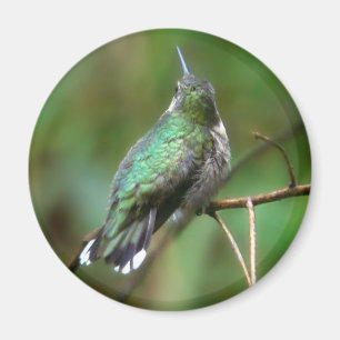 Imán Humm, descansando