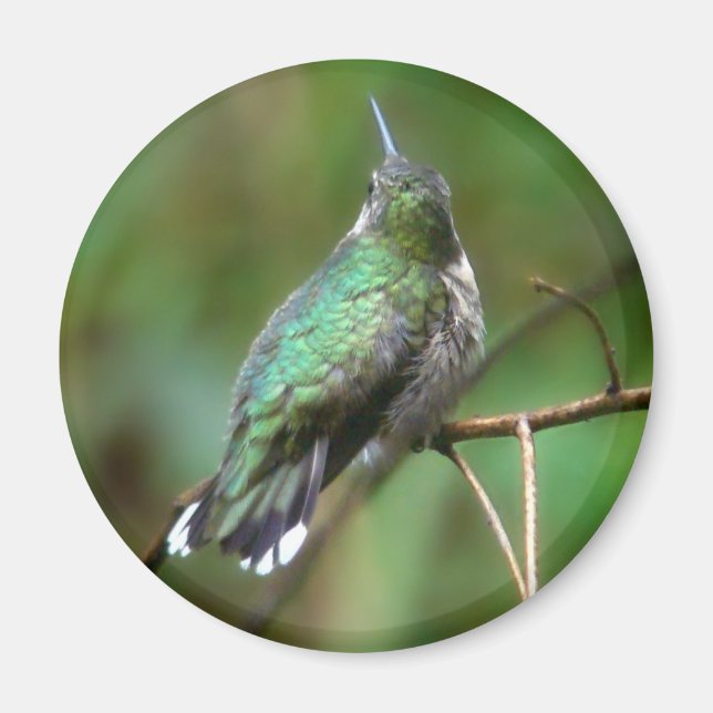 Imán Humm, descansando (Frente)